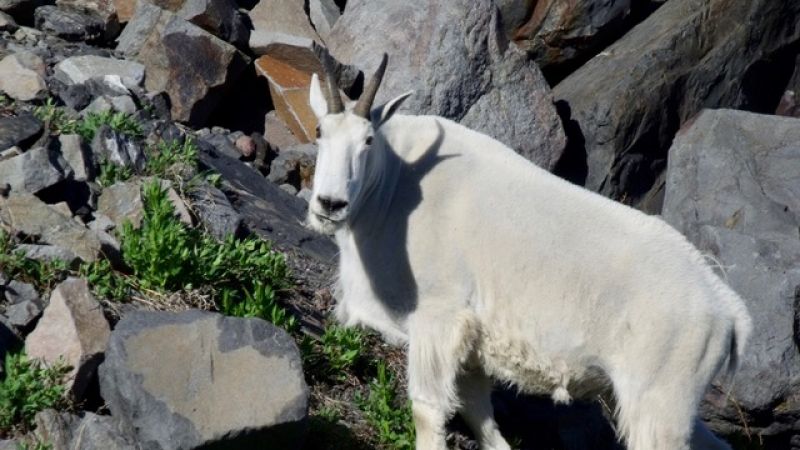 A white mountain goat in a granite boulder field is looking directly at the camera.